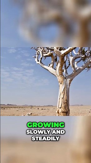 The Tragic Story of the Camel-Thorn Tree