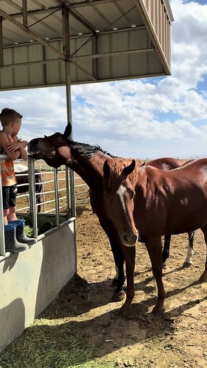 Understanding Horse Pregnancy and Foaling Essentials