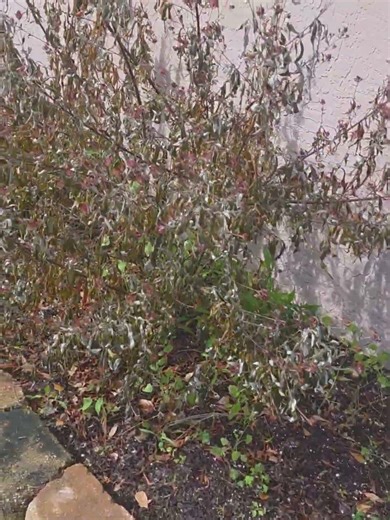 Freeze Effects on Florida Butterfly Garden