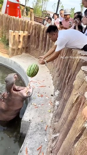 Hippo Tries to Eat Watermelon 🍉 But It Falls in Water | Funny Animal Shorts