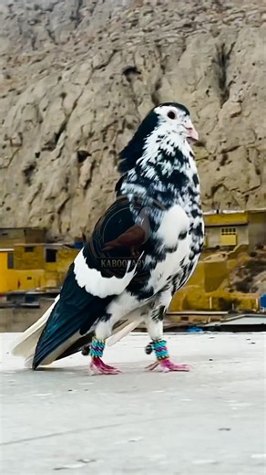 This Pigeon Sound is Pure Magic ✨