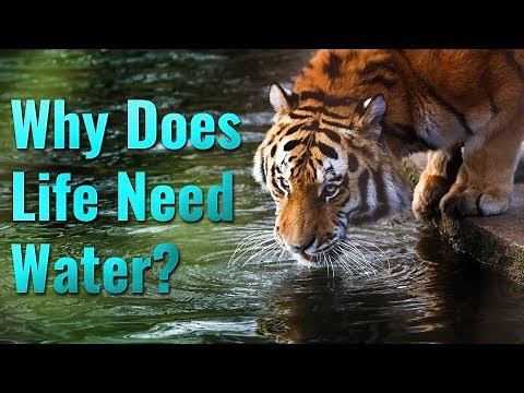 Why Does Life Need Water?