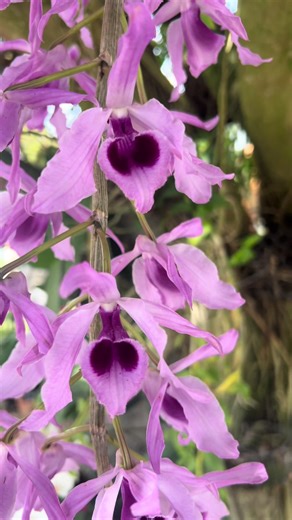 Dendrobiun colgantes