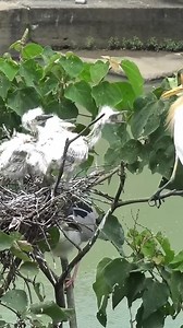 43K views · 388 reactions | Three poor baby birds being attacked | Million Viewer | Facebook