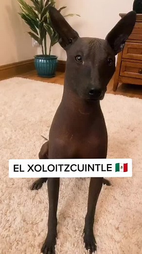 El Xoloitzcuintle - Perros Mexicanos