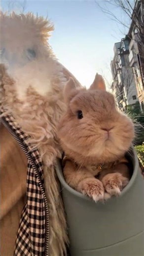 背著可愛的小兔子去街上逛街。 #cute #rabbit #mybunny #cutepet #funny #寵物友善日常 #pets #animals #bunny