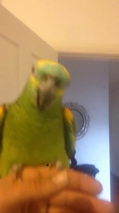 روكي 💚🥰 بلو فرونت امازون - hand raise amazon blue front | Breeding and taming birds - تفريخ وترويض الطيور