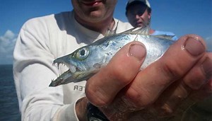 Cutlassfish Fishing Guide: How to Catch Trichiurus lepturus