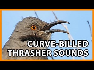 Curve-billed Thrasher Songs and Calls