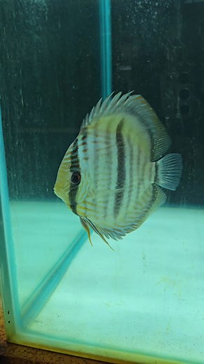 How about these for Discus!!! Stunning high quality Heckel Discus in Brazil prior to export! #Discus #discusfish #heckeldiscus #greendiscus #browndiscus #bluediscus #wilddiscus #fish #fishtank #aquarium #Brazil #amazon #amazonrainforest | Premier aquatics ltd