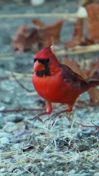 Northern Cardinal photographed with Sony a7V and 200-600mm