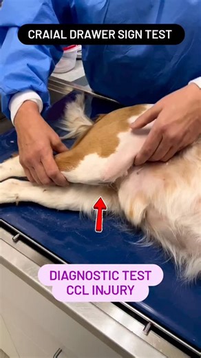 Canine Orthopaedic Association of TamilNadu (COAT) on Instagram: "Drawer Sign Test for CCL Injury . The "drawer sign test" in dogs is a physical exam performed by a veterinarian to check for a torn cranial cruciate ligament (CCL), which is the equivalent of the ACL in humans. A positive test indicates the ligament is ruptured, causing a unique forward and backward sliding movement of the tibia and femur bones in the stifle (knee) joint, like a drawer opening and closing."