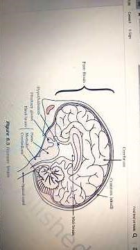 Human Brain Structure and Function Science Class 10 Chapter 6 Control and Coordination #biology#yt