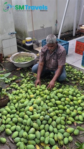 വർഷം മൂന്ന് മാമ്പഴക്കാലം | Maldives | Mango Season