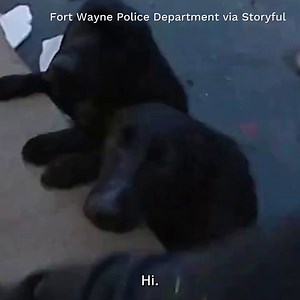 A police officer rescued two Labradors from an icy pond in Indiana after a concerned resident called 911. The Labs have been turned over to Fort Wayne Animal Care and Control “with hopes of reuniting the dogs with their owner or finding them a new home,” police said. | 48 Hours