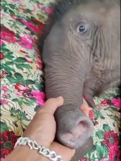 #elephant #usa🇺🇸 #shorts #love #cute #funny