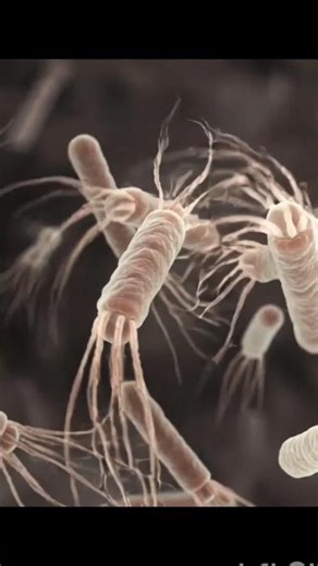 H. Pylori Infection | Causes Symptoms & Treatment