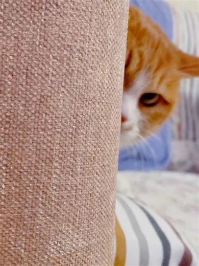 你们要的第一视角 #小猫咪怎么还有脾气呢 #萌宠成精了