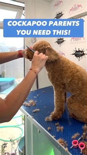 Caroline Donoghue : Dog groomer/ pet industry influencer on Instagram: "Cockapoo parents… stop scrolling. It’s that weird post-Christmas limbo where no one knows what day it is (I’m told it’s Sunday), I’m resembling a festive slug with a faint dusting of glitter, and my diet is roughly 80% cheese, pâté and Quality Street. Resolutions? Absolutely not. I break those by about the 3rd of January. I do small steps and decent amends. The kind that actually stick once the turkey haze lifts. Mine for 20