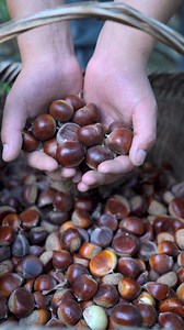 Golden Chestnut Rice Cake | A Harvest Gift for Hardworking Hands 🔹 Description: As autumn arrives, chestnut trees offer a generous harvest. In this video, freshly picked chestnuts are transformed into a golden chestnut rice cake — soft, fragrant, and naturally sweet. Each step, from peeling to steaming, celebrates the patience and care behind rural cooking. This dish is more than a seasonal treat; it’s a heartfelt gift from the harvest, honoring those who work the land and turn nature’s bounty 