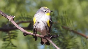 Yellow-rumped warbler singing (Setophaga coronata) Canada, America. | BIRDS & Nature