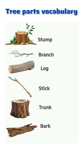 Tree Parts Vocabulary 🌳 | Stump, Branch, Log, Stick, Trunk, Bark | English for Beginners