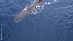 Extremely Rare footage of a Sperm Whale spouting off of Southern California near Dana Point California,