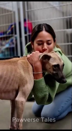 The Starving Dog Who Finally Let Someone Hold Him #shelterdog #dogrescue #emotionalvideo