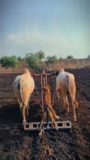 डोगेश भाई‌ला‌ मालकाने वखर हाणा लावले / brand shetkari / बैलगाडी शर्यत / #शेतकरी #shetkari #dog #usa