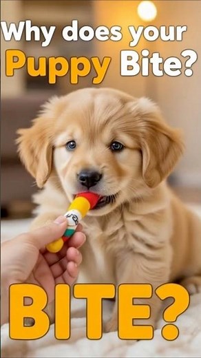 Why Your Golden Retriever Puppy Bites 😬🐾 | Vet-Approved Fixes That Actually Work!