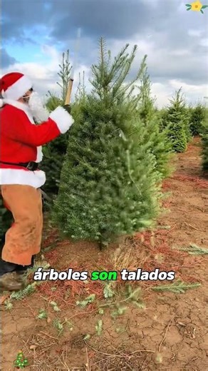 Let's enjoy the super relaxing process of trimming a Christmas tree#didyouknow #amazing #foryou #us