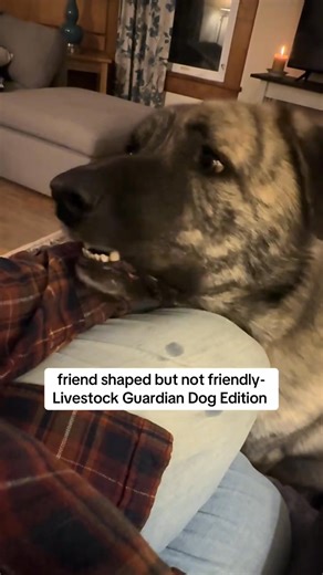 Livestock guardian dogs are a small specific subset of dogs. And while they are extremely calm by nature they can flip from pet mode to beast mode very quickly. They function 90% on instinct which means they usually think they know better than you and are extremely independent. They are worth their weight in gold but definitely let them decide if they want to be touched. Hold your hand out palm up so they can choose if they want to sniff and interact with you. Reaching over the top of a strange