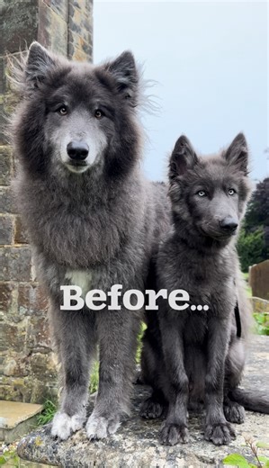 716K views · 29K reactions | Transformation Tuesday! Wolfdog GLOW UP  Before and After  #wolfdog #wolfdogs #wolf #wolves #transformation #transformationtuesday #GlowUp #beforeandafter | Anneka Svenska | Facebook