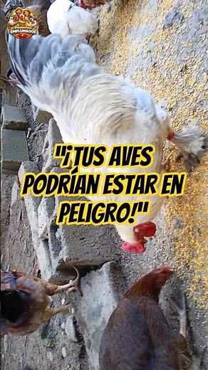 Cómo proteger tus gallinas de parásitos internos #gallinero #gallinas #criadodeaves #aves