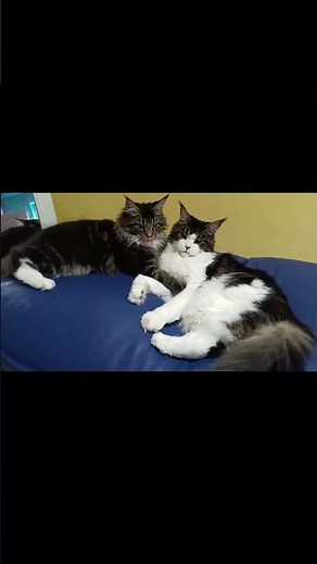 5 month vs 5 year old Maine Coon comparison