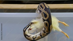 Snake eating a mouse, ball python eats a mouse, rat snake that subdues its prey by constriction. close up feeding. (Exotic Pet)