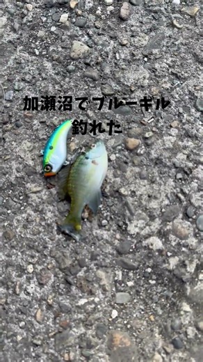 ブルーギル釣れた！