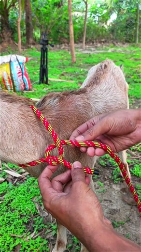 Perfect Knot for Goat Tethering! 💯