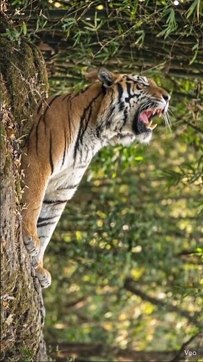 Tiger Roaring in the Wild 🐯 Powerful Close-Up Roar Moment #tiger #roar #wildlife