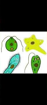 o que são protozoários? encontrei um de verdade!! #ciencia #microscópio #protozoarios #protozoa