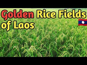 🌾 Breathtaking View of Ripe Rice Fields in Laos | Countryside Beauty