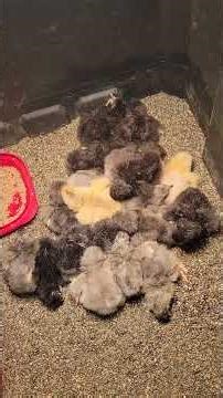 Can you find 19 chicks in this pile? 7 Brahmas & 12 Jersey Giants