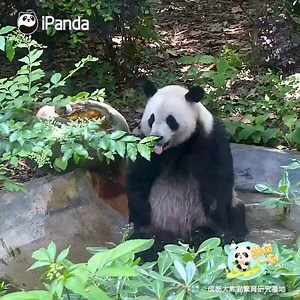 77 reactions | Q: What is the normal body temperature of a giant...