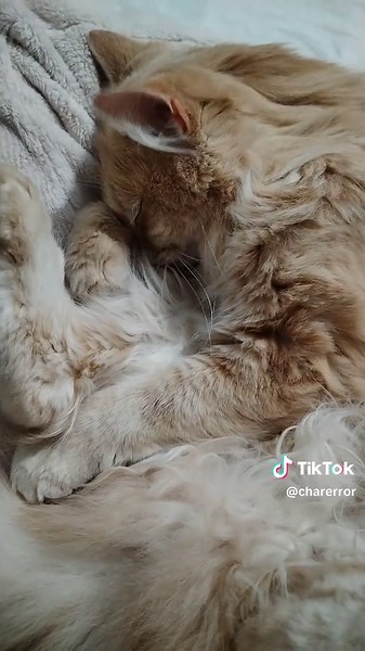 🤭😸🤗 #chat #chatamour