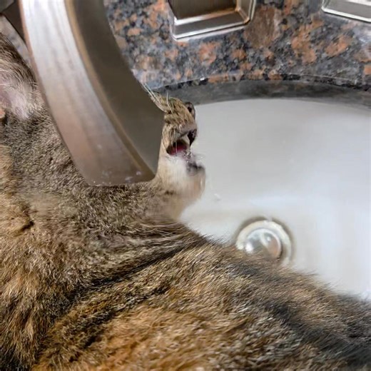 Oh Lola! 😂 She knows how to get what she wants. 🐾🐾 #quiltville #bonniekhunter | Quiltville