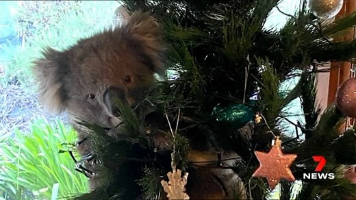 As far as Christmas decorations go, this was about as Aussie as it gets. A young koala left its home among the gum trees to find a new one in a Coromandel Valley family's Christmas tree. Story: https://7news.link/3lytNNZ #7NEWS | 7NEWS Adelaide