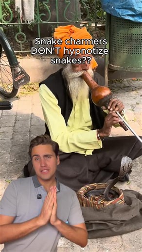 Wolfgang on Instagram: "Did you know that snake charmers aren’t actually hypnotizing the snake when they perform? What they are really doing is triggering a defense response, through similar motions that a snake might see in a predator out in the wild! #dyk #animalfacts #snakecharmer"