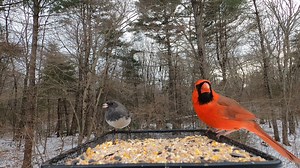 Northern Cardinals and Dark-eyed Junco | Critter Cam