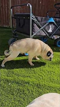 Recognizing DM in Dogs degenerative myelopathy