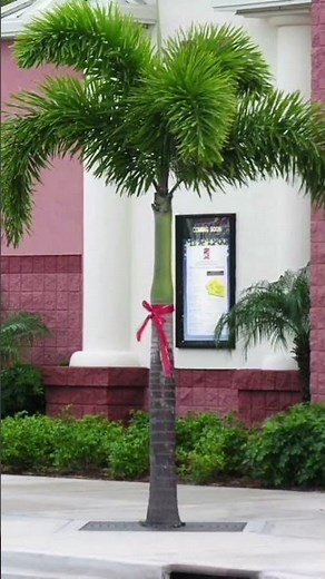 Foxtail Palm Care Tips 🌿 | Perfect Palm Tree for Indian Gardens & Landscapes #palmstrees #home